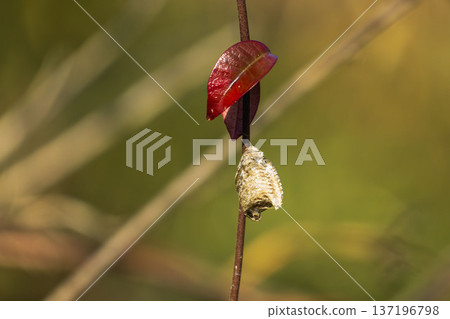 Praying mantis eggs laid on a branch in the winter mountains 02 137196798