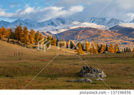 Golden larch forest and snow capped mountains over rolling meadow in autumn light Golden larch forest and snow capped mountains over rolling meadow in autumn light 137196856
