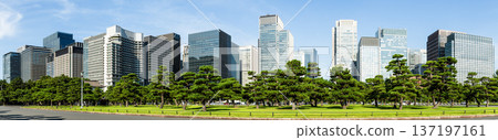 View of the many pine trees around the Kokyo Gaien gardens, with the Marunouchi modern office building background in Chiyoda, Tokyo, Japan. Marunouchi is the core of the Tokyo central business region. 137197161
