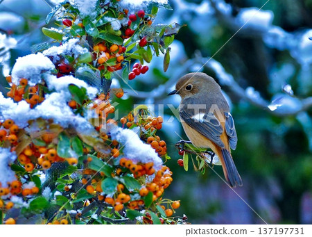 雪天的回憶。一隻達烏裡紅尾鴝正在吃火棘。 137197731