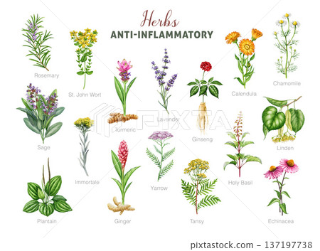 Anti-inflammatory herbs painted illustration set. Various medicinal plants for inflammation vintage style botanical collection. Sage, calendula, chamomile, lavender, tansy herbs on white background 137197738