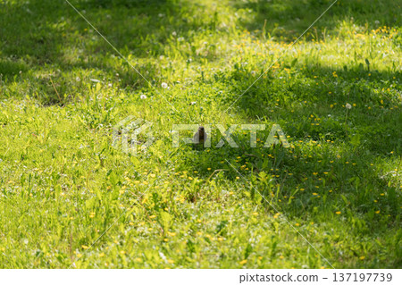 Wood bird Fieldfare on a spring lawn collecting food 137197739