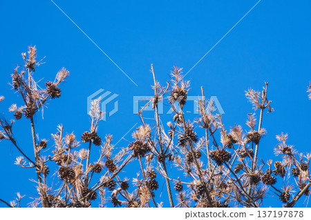 Clear blue winter sky and pine cones on branches 43 Clear blue winter sky and pine cones on branches 43 137197878