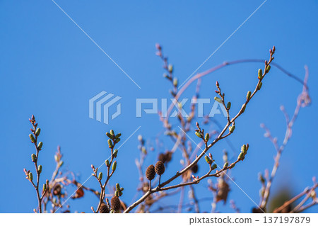 Clear blue winter sky and pine cones on branches 43 Clear blue winter sky and pine cones on branches 43 137197879