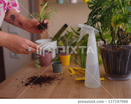 Young woman with beautiful houseplant in pot at home 137197998