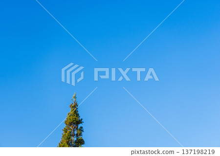 晴朗的冬日藍天和柏樹 2 晴朗的冬日藍天和柏樹 2 137198219