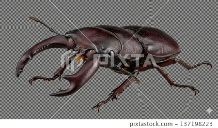 犀金龜、鍬甲、昆蟲、暑假 犀金龜、鍬甲、昆蟲、暑假 137198223