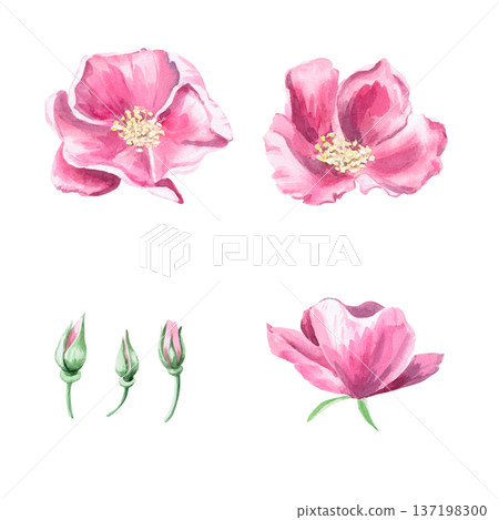 A set of blooming rose hips and buds. Isolated watercolor illustration for herbal tea-themed designs, culinary and nature-related branding, environmental campaigns, and educational materials. A set of blooming rose hips and buds. Isolated watercolor illustration for herbal tea-themed designs, culinary and nature-related branding, environmental campaigns, and educational materials. 137198300