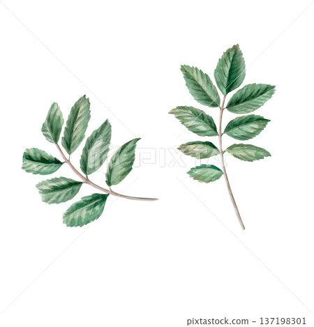 A set of rosehip leaves. Isolated watercolor illustration for herbal tea-themed designs, culinary and nature-related branding, environmental campaigns, and educational materials. A set of rosehip leaves. Isolated watercolor illustration for herbal tea-themed designs, culinary and nature-related branding, environmental campaigns, and educational materials. 137198301