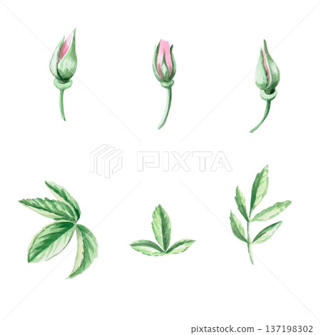 A set of rosehip buds and leaves. Isolated watercolor illustration for herbal tea-themed designs, culinary and nature-related branding, environmental campaigns, and educational materials. A set of rosehip buds and leaves. Isolated watercolor illustration for herbal tea-themed designs, culinary and nature-related branding, environmental campaigns, and educational materials. 137198302