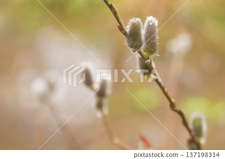 Spring image: pussy willow Spring image: pussy willow 137198314