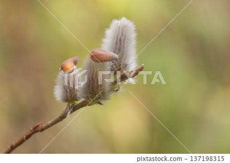Spring image: pussy willow Spring image: pussy willow 137198315