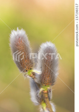 Spring image: pussy willow 137198317