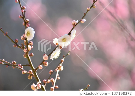 白梅花預示著春天的到來 137198372