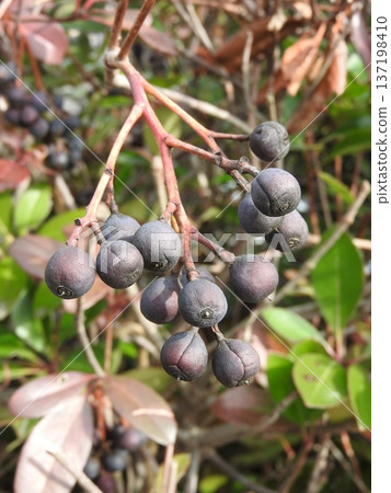 冬日裡成熟的繖形花果實 137198410