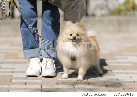 Pomeranian and owner's feet on a walk Pomeranian and owner's feet on a walk 137198616