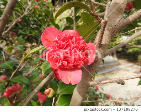 山茶花的變種：Benibokuhan / Benikarako 137199270