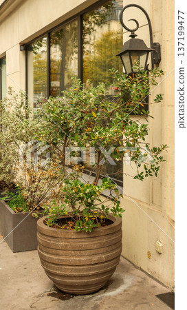 Green foliage fills a large decorative planter on a Paris sidewalk, alongside a traditional scrolled wall lantern 137199477