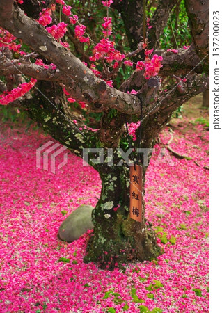 三重縣津市雪神社:盛開的冬梅花和落下的花瓣 三重縣津市雪神社:盛開的冬梅花和落下的花瓣 137200023