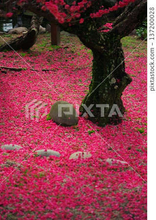 三重縣津市雪神社：盛開的冬梅花和落下的花瓣 137200028