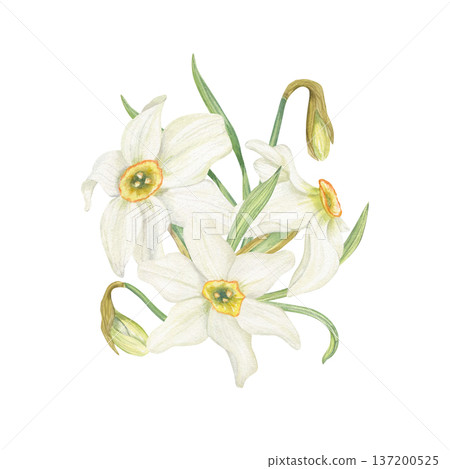 Watercolor Daffodil bouquet watercolor illustration on isolated background. Hand drawn spring white narcissus flowers in blossom Floral composition for Easter greeting cards, birthday invitations. Watercolor Daffodil bouquet watercolor illustration on isolated background. Hand drawn spring white narcissus flowers in blossom Floral composition for Easter greeting cards, birthday invitations. 137200525