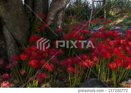 A view of crimson spider lilies and large trees blooming in an autumn park A view of crimson spider lilies and large trees blooming in an autumn park 137200772