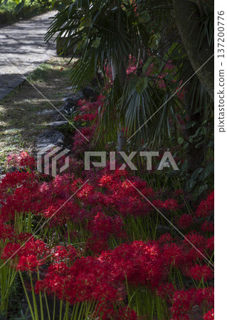 A view of crimson spider lilies and large trees blooming in an autumn park A view of crimson spider lilies and large trees blooming in an autumn park 137200776