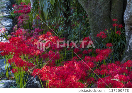 A view of crimson spider lilies and large trees blooming in an autumn park A view of crimson spider lilies and large trees blooming in an autumn park 137200778