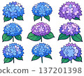 Multiple hydrangea flowers lined up in an array on a plain background 137201398