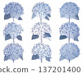 Multiple hydrangea flowers lined up in an array on a plain background 137201400