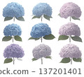 Multiple hydrangea flowers lined up in an array on a plain background 137201401