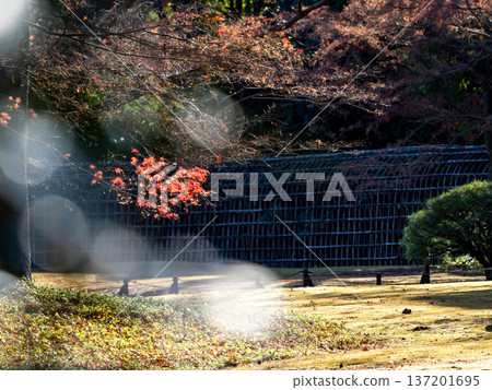 Polka dots and autumn leaves illuminated by the sun 137201695