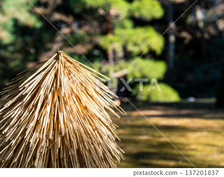 草地滾球搞笑圖 草地滾球搞笑圖 137201837