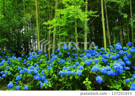 Hydrangea scenery 137201853