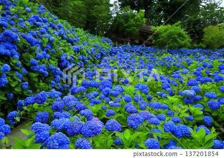 繡球花景觀 137201854