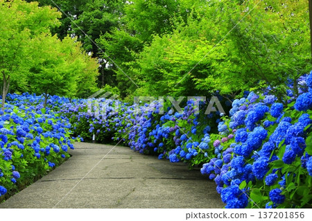 繡球花景觀 137201856