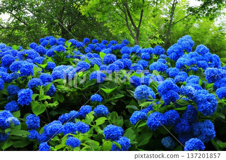 繡球花景觀 137201857