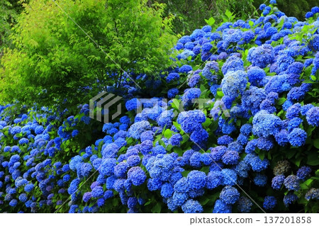 繡球花景觀 137201858