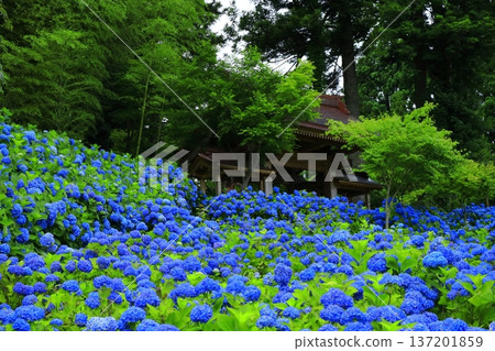 繡球花景觀 137201859
