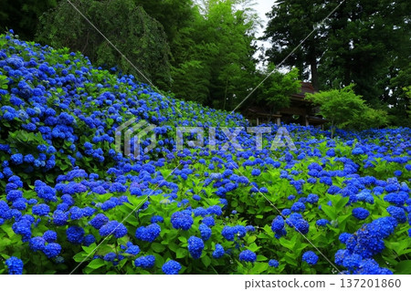 繡球花景觀 137201860