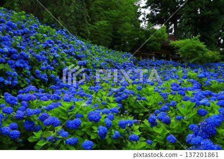 繡球花景觀 137201861
