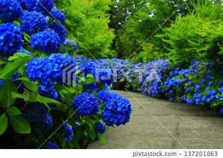 繡球花景觀 137201863