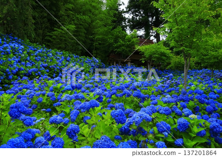 Hydrangea scenery 137201864