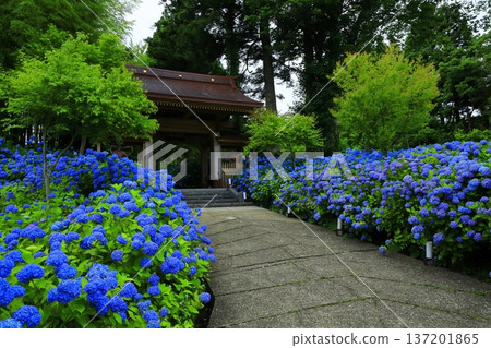 Hydrangea scenery 137201865