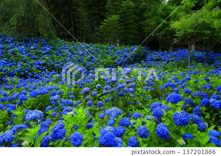 繡球花景觀 137201866