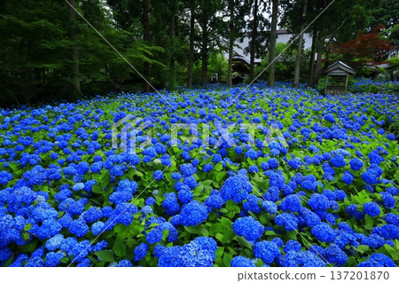 繡球花景觀 137201870