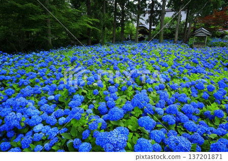 繡球花景觀 137201871