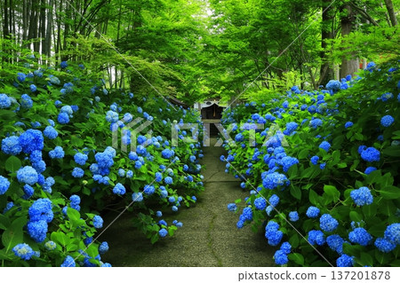 繡球花景觀 137201878