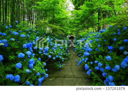 Hydrangea scenery 137201879