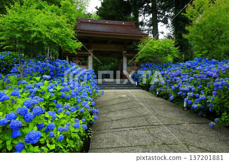 繡球花景觀 137201881